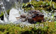 [포토]경칩을 앞두고 짝짓기하는 개구리들