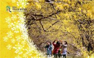 제15회 구례산수유꽃축제 오는 22일 개막