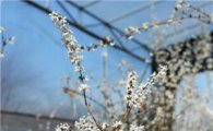 세계적 희귀식물 ‘괴산 미선나무’ 꽃 활짝