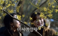 [포토]봄을 맞이하는 풍년화, 날씨는 꽃샘추위