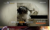 고(故) 황정순이 키우던 반려견, 자녀 상속다툼에 안락사