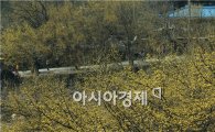 [포토]산수유꽃 만개 ~상춘객 유혹
