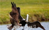 [골프포토] "물수리가 펠리컨을 만났을 때~"