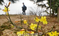 [포토]봄을 알리는 노란 영춘화 