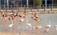 [포토]순천만 정원에 봄 햇살에 기지개 펴는 홍학