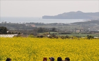 [어떻게 생각하십니까]"유채꽃 찍는데 천 원"…대목 한철 장사 말썽