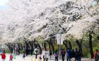 나들이하기 좋은 봄꽃길, 서울에만 140곳 …내 집 근처도?