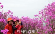 [포토]영취산 진달래에 푹 빠진 관광객