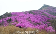 [포토]영취산은 온통 연분홍 진달래 만개