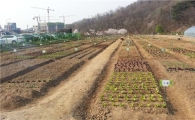 서초구, 비료 안쓰는 친환경도시텃밭 개장