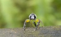 깜짝 놀란 거미…"동료에게 관심을 보이는 중이니 방해마"