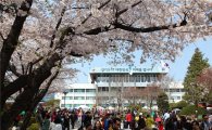경기도 '벚꽃축제' 보름 앞당긴 사연?