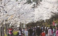 송파 석촌호수 벚꽃축제 4~6일 진행 