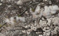 [포토]늦은 시간까지 계속되는 벚꽃놀이