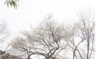 지리산국립공원 화엄사 천연기념물 매화·올벚나무 '개화'