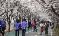 금천하모니 벚꽃축제 5일 개막 