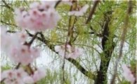 [포토]벚꽃 데려가는 얄미운 봄비 