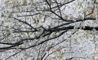 [포토]벚꽃 구경하는 시민들