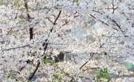 [포토]만개한 벚꽃, 주말 즐기는 시민들