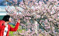 진해 벚꽃 개화 시작 … 4월 '이른 꽃잔치'에 전국 들썩