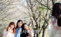 진해군항제 개막, '벚꽃 터널' 만개…절정은 언제?