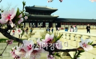 [포토]복숭아꽃 활짝 핀 경복궁