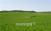 제11회 고창청보리밭축제 오는 19일 개막