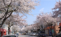 벚꽃 개화 시기, "평년보다 빨라…서울은 내달 16일 절정"