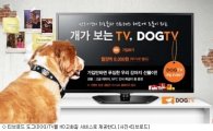 '개가 보는 TV?'…티브로드, 도그TV 서비스 제공