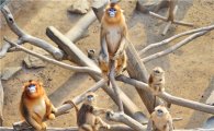 에버랜드-중국, 황금원숭이 등 멸종위기 동물 공동연구