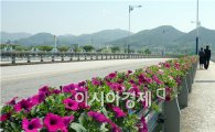 장성군, ‘형형색색’ 봄꽃 55만본 생산 