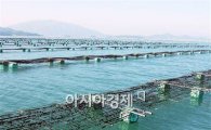 장흥군, 친환경 무산 김 양식어장 현대화 추진