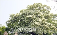 [포토]‘올해도 풍년’ 이팝나무 만개