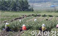 [포토]마늘수확하는 농민들 구슬땀