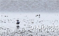 순천만에서 붉은발제비갈매기 첫 기록