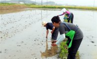 함평군 새끼우렁이농법 벼농사 80%까지 확대