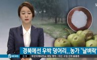 우박 피해, 경북 8개 시군 농작물 피해 "때 아닌 기상이변"