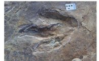 국내 최대 군산 공룡 발자국 화석, 천연기념물 지정 