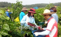 고창읍 공무원들, 오디 수확 일손 돕기 펼쳐