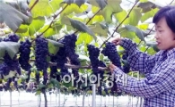 장성군, ‘캠벨얼리 포도’ 첫 출하