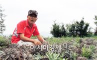 항암효과에 탁월한 자연의 선물  장흥 “와송(瓦松)” 수확 한창