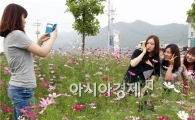 [포토]철모르는 코스모스 만개~여인네들 활짝