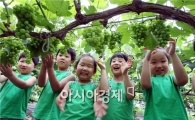 [포토]청포도 따기 체험하는 어린이들