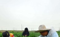[포토]태풍 대비하는 농민들
