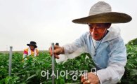 [포토]바쁜 농민들, 태풍 너구리 북상