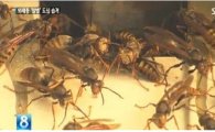 추석 벌초 안전사고 주의, 말벌 개체수 급증… 쏘였을 때 대처법은?
