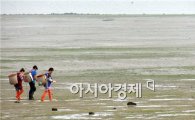 [포토]함평 안악해변으로 바지락 캐로 가는 어민