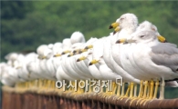 [포토]나란히 앉아있는 갈매기들