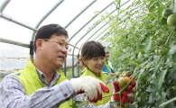 농협은행, 토마토 농가 일손돕기 봉사