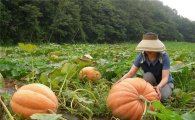 보성군농업기술센터, 사료용 슈퍼호박 재배 ‘호응’